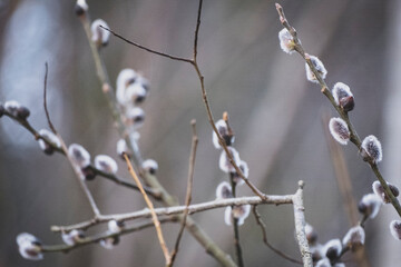 Flowering pussy-willow branches in early spring