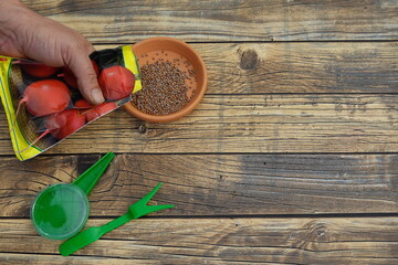 gardener sows radish seeds for sowing in the urban vegetable garden next to planting tools