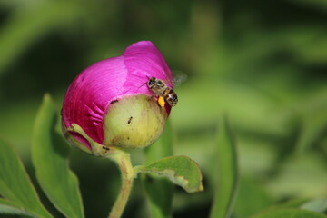 Honey bee collecting pollen on a pink tulip.