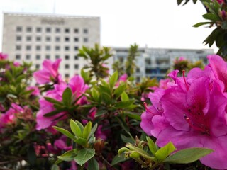 pink flowers