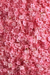 Close up of a bunch of pink flowers. Suitable for various floral designs