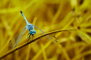 Dragonfly perched on the grass