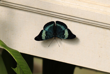 Prola-Schönheit - Red Flasher © Studio M. Brix