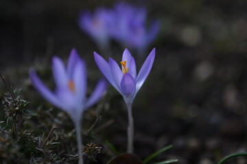 spring crocus flowers
