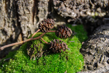 alder cones on forest moss in surrounded by trees