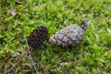 pine and alder cones on forest moss