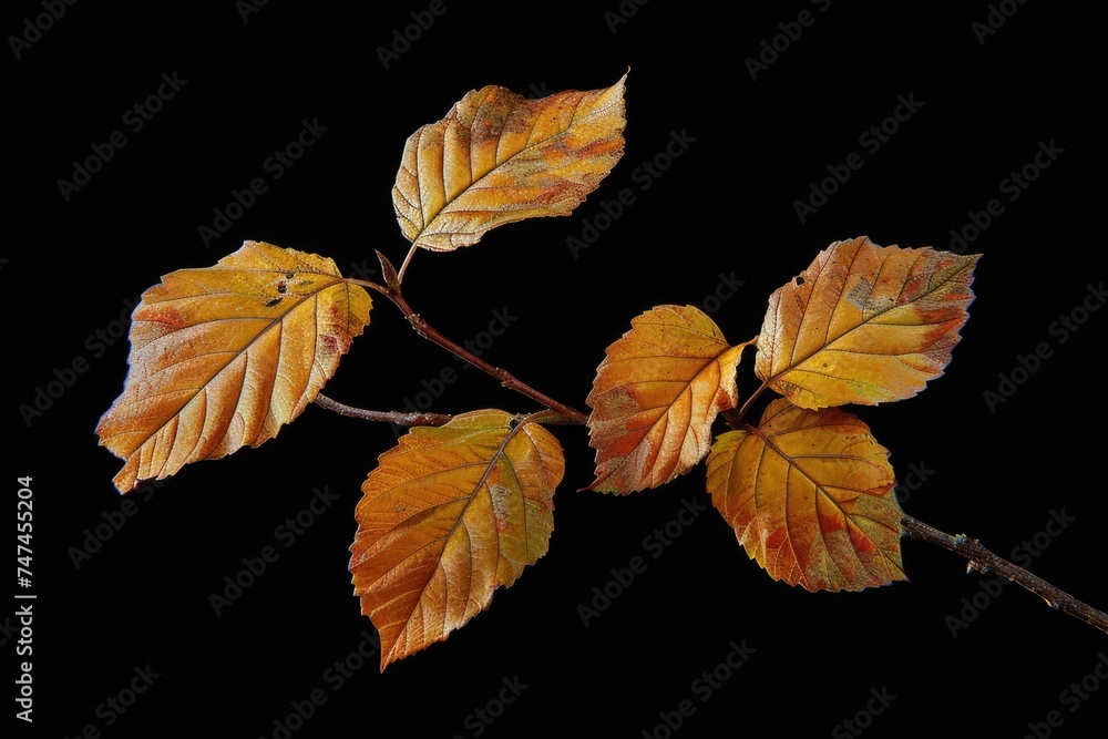 Aufkleber detailed view of a leaf on a tree branch. suitable for nature backgrounds
