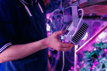 Worker in apron control led violet lights. Greenhouse plants with vertical hydroponic lettuce farm