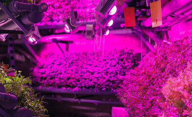 Greenhouse plants vertical hydroponic lettuce basil and arugula farm, Small business