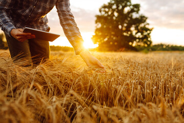 Smart farming and digital agriculture. Farmer working with Tablet on wheat field.