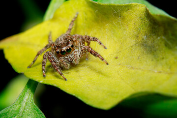 a jumping spider on a yellow leaf