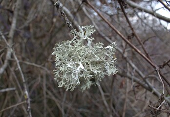 Mousse de chêne (Evernia prunastri) sur une branche en hiver.