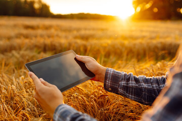 Smart farming and digital agriculture. Farmer working with Tablet on wheat field.
