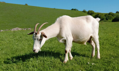Fototapeta premium Serene scene of a goat grazing in a lush green meadow under a clear blue sky, embodying peaceful farm life and rural beauty. 