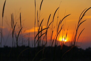 Fototapeta premium silhouette of weed grass against a sunset background