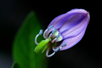 flowers in the garden