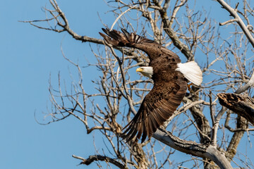bald eagle