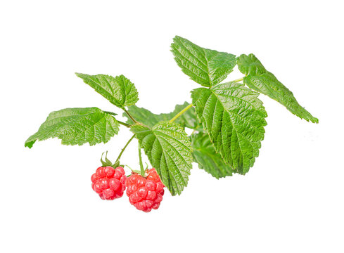 A branch with raspberry leaves and berries.