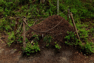 Anthill in the forest. Ant colony, fenced