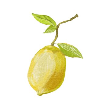Watercolor lemon isolated on white background