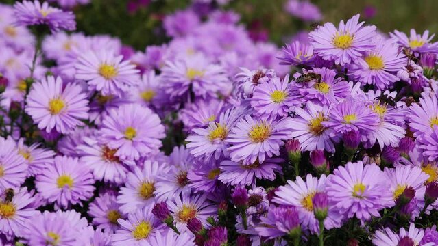 autumn aster flowering in the garden, bees on the flower.
