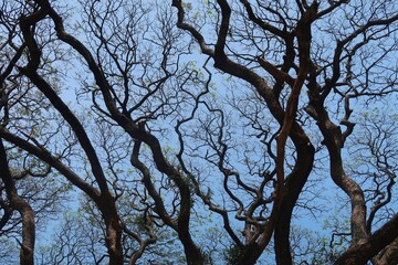 beautiful black rain tree patterns in summer