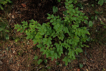 Green plant in the forest authenticity. Leafy summer plants