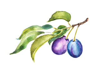 Watercolor hand painted illustration of  Plum , purple plums , hand drawn  fruits, plum branch, sweet food, watercolor illustration	