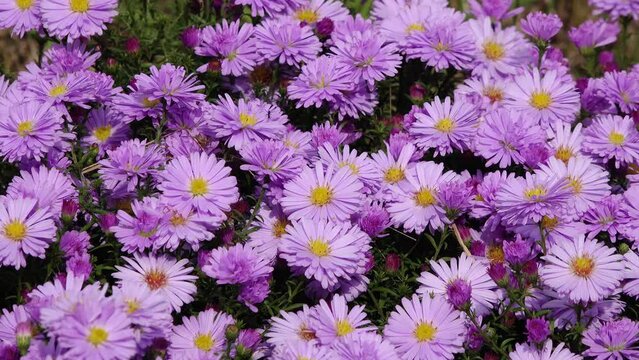 autumn aster flowering in the garden