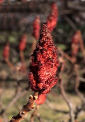 red flowers of sumac tree at spring close up - 747466619
