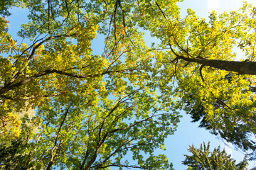 Crowns of green trees, blue sky, top from below