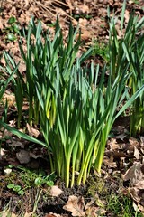 Obraz premium spring in the garden and growing plants