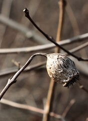 dry,brown seed vessels of Calycanthus occidentals bush close up