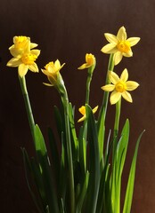 yellow small daffodils blooming at spring close up