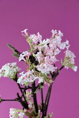 pink,fragrant flowers of Viburnum Farreri bush at spring