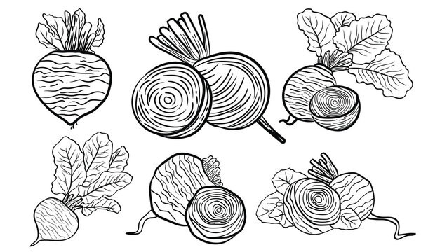 Vector set with the beetroot fruits in whole and in section in black on a white background