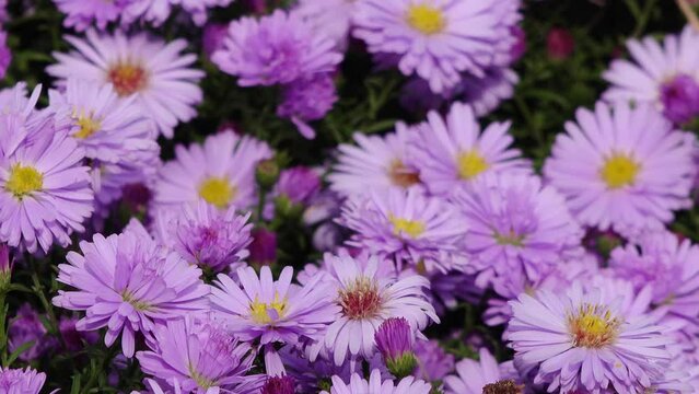 autumn aster flowering in the garden