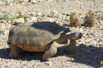 Desert Tortoise, Red Rock Canyon, Las Vegas, Nevada, United States