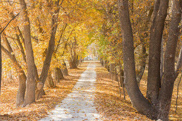 A wonderful walking path under poplar trees in autumn