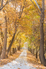 Fototapeta na wymiar A wonderful walking path under poplar trees in autumn