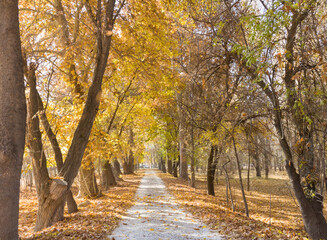 A wonderful walking path under poplar trees in autumn