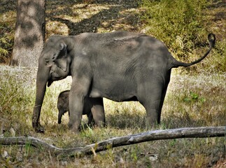 Indian elephant with its calf, baby elephant at Muthumalai tiger reserve, Tamil Nadu, India