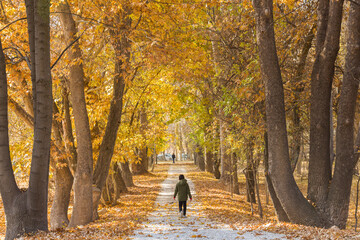 A wonderful walking path under poplar trees in autumn