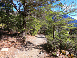 Road through the forest on the way to Cajon del Rio Azul near the Argentine town of El Bolson