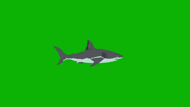2d cartoon shark swimming 4k green screen animation