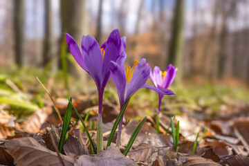Lovely pink crocus flowers (Safran, Geanthus) crocuses, the first flowers in the spring, sunny forest