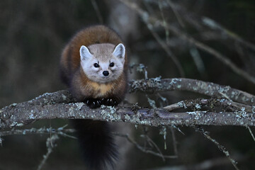 Cute American Pine Marten climbing in a pine tree along the edge of a forest in Algonquin Provincial Park