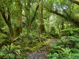 Regenwald am Weg zu den Korokoro Falls, Te Urewera Nationalpark, Hawke's Bay, Nordinsel, Neuseeland, Ozeanien