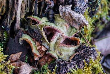 old tree stump with mushrooms in the spring forest