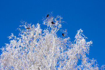 .Black birds on snow-covered trees.